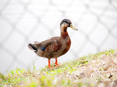 [A side view of a male mallard part way through eclipse plumage. His head is teal-colored on the top and a few scattered places on the side. His neck and chest are rust colored.]